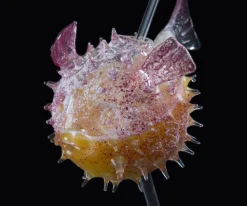 Cocktailglas, Fugu - 100% Chef