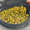 Oliver, Manzanilla, 2,5kg - Bernal