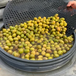 Oliver, Manzanilla, 2,5kg - Bernal