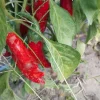 Paprikapulver, Szegedi, 40 g - The Pepper Quest