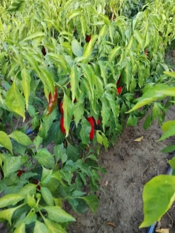 Paprikapulver, Szegedi, 40 g - The Pepper Quest
