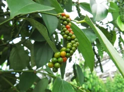 Peppar, Sen skörd, Phu Quoc, 40 g - The Pepper Quest