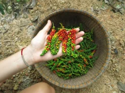 Peppar, Sen skörd, Phu Quoc, 40 g - The Pepper Quest
