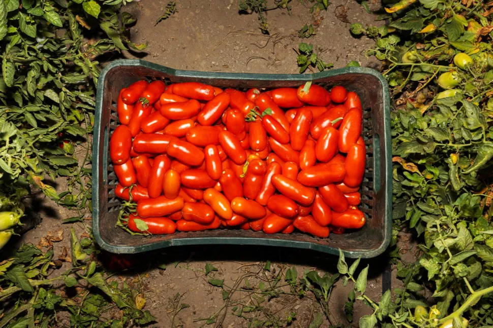 San Marzano-tomater DOP, 2560g - Casa Marrazzo