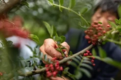 Sichuanpeppar, QingXi, 15 g - The Pepper Quest