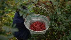 Sichuanpeppar, QingXi, 15 g - The Pepper Quest