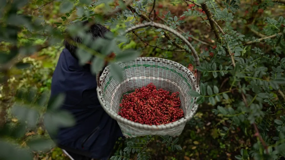 Sichuanpeppar, QingXi, 15 g - The Pepper Quest