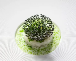 Silikonform, Coral Tuille Mold - Moldbrothers