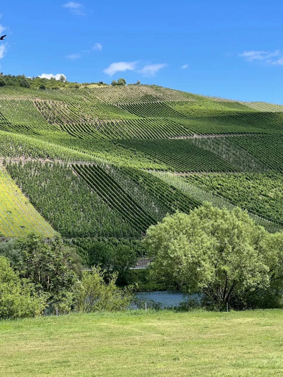Vinkaraff, Mosel - Riedel